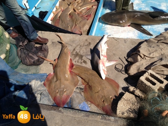 minashark328 (15).JPG